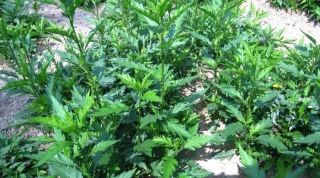 菊花脑是什么菜(菊花菜图片)-第10张图片-科灵网