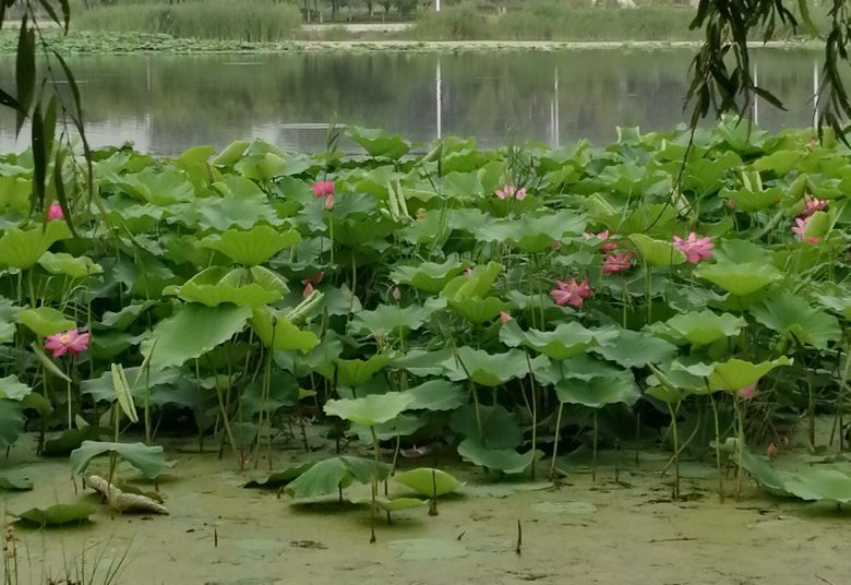 脚部真菌感染用什么药膏（皮肤真菌感染的6种外用药物）