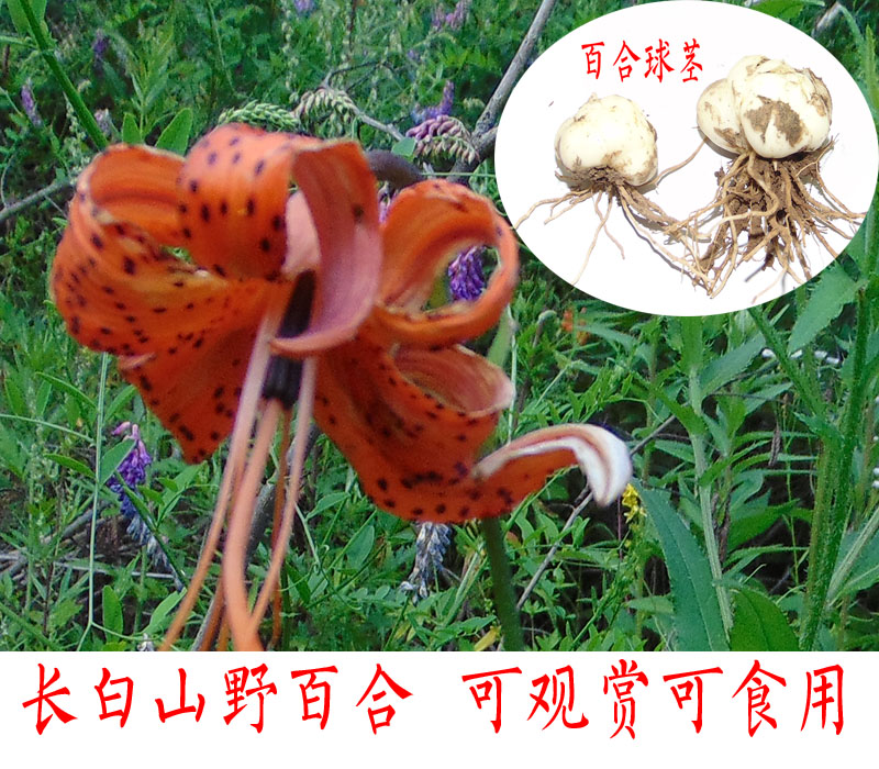 卷丹百合的种植方法（百合大花卷丹标准化种植技术）