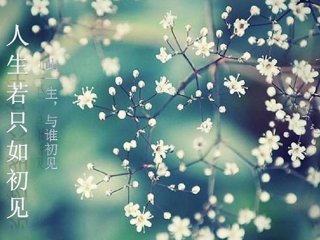 玫瑰的心情(看到玫瑰花心情好的句子)