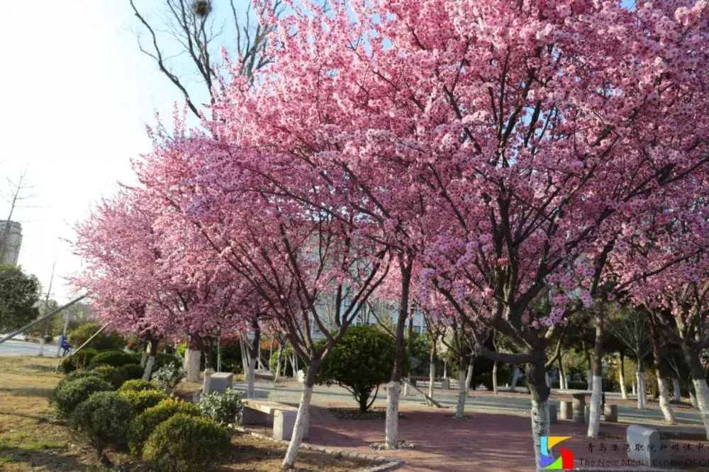 街访 | 别人眼中的青岛港湾职院和你眼中的有哪些不一样呢？