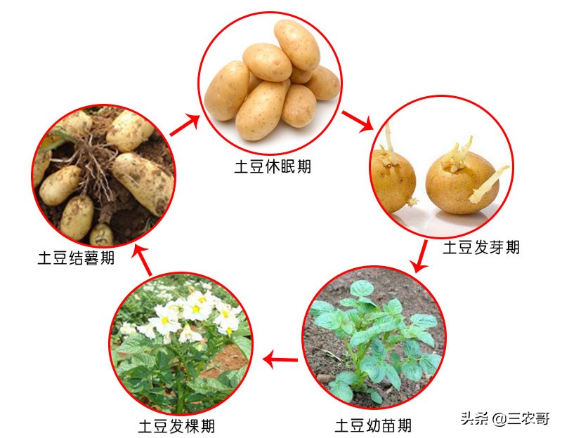 土豆生长过程图画步骤图片