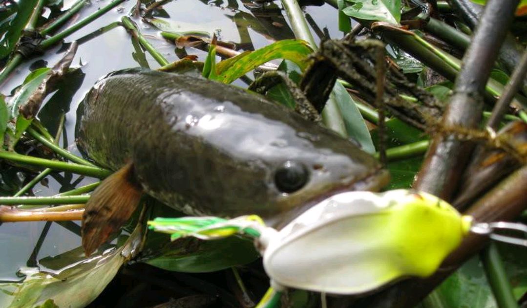 財魚,財魚湯的做法 補傷口愈合