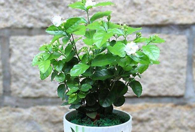 盛夏养茉莉花，做到“2足、1狠、1不缺”，整个夏季花开不断