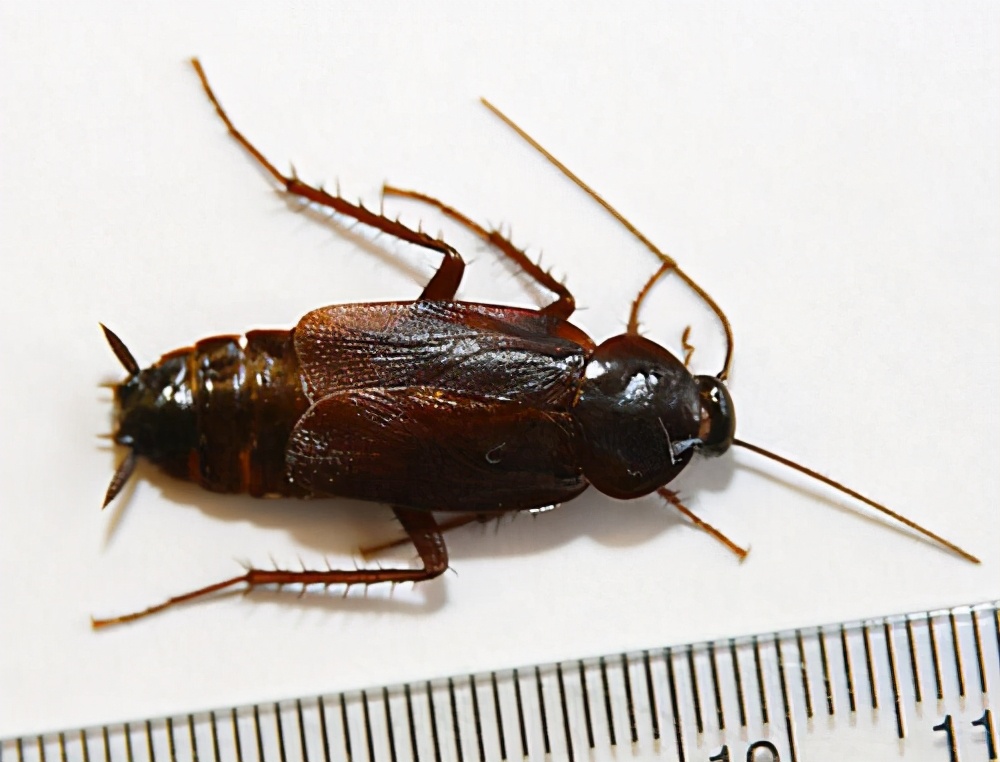 德国小蠊 - 风集网