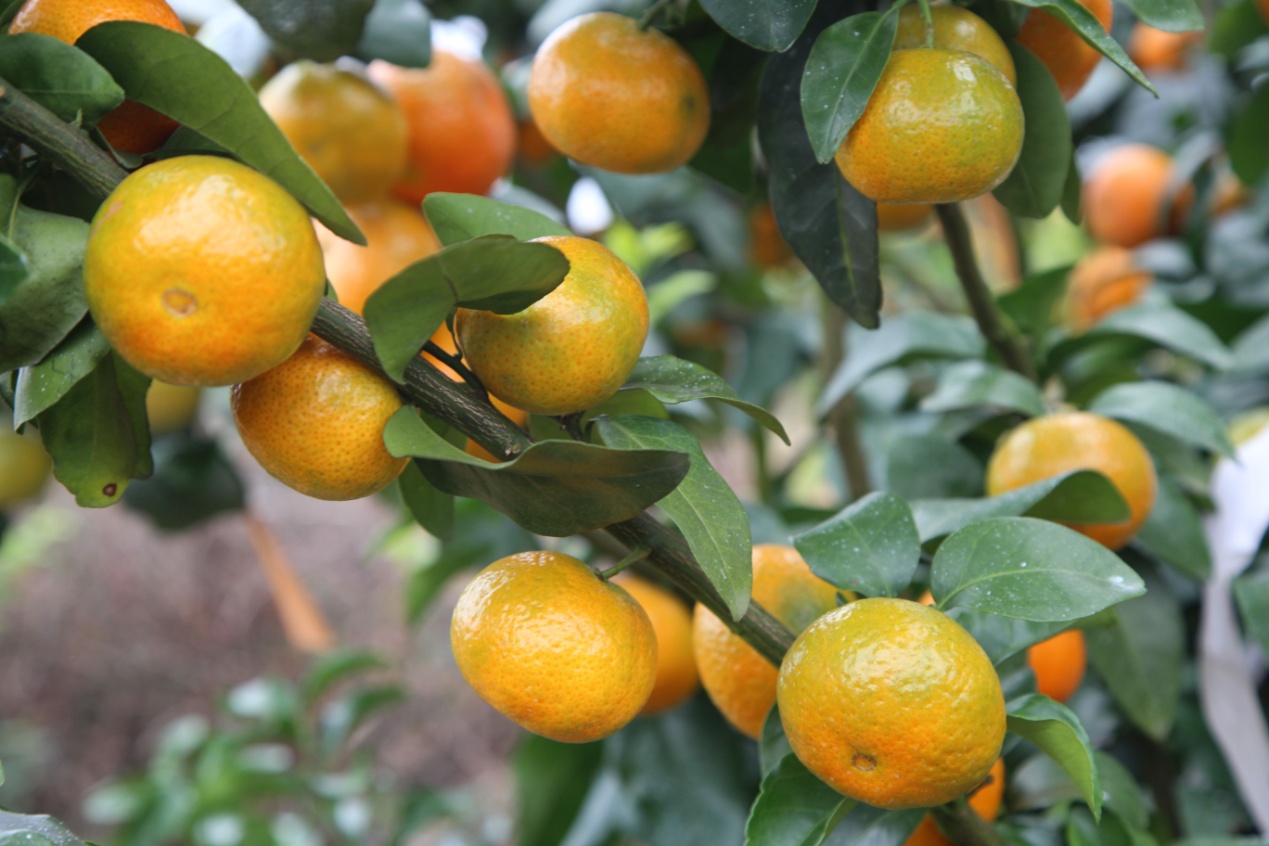 为什么黄金柑价格不高象州黄金柑上市