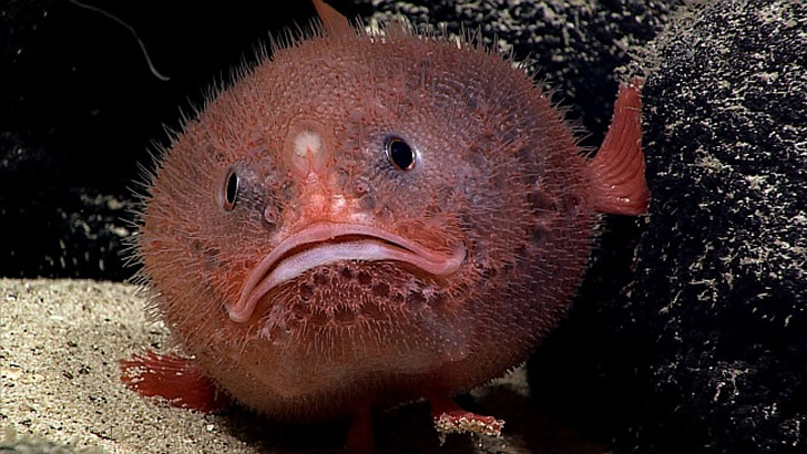 海底一萬米，居然有長得這么驚悚的生物，我居然一個都沒見過