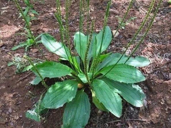 野菜的种类都有哪些（66种野菜辨别图快去尝尝）