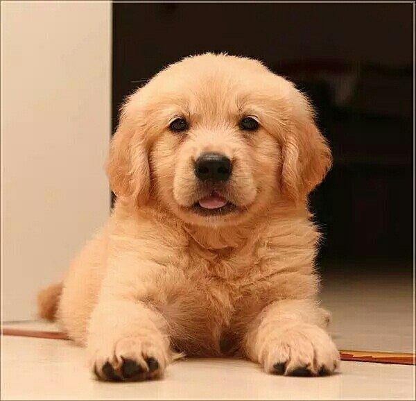 "金毛"一生中有5个阶段,你都了解吗?