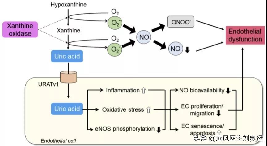 治痛风用药降尿酸需定期做什么检查？六项指标及时发现肾脏问题