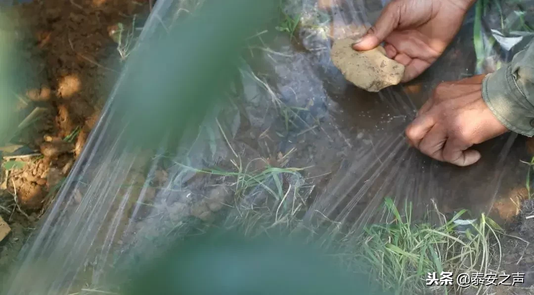 致敬！山东农业大学束怀瑞院士走进央视《大家》