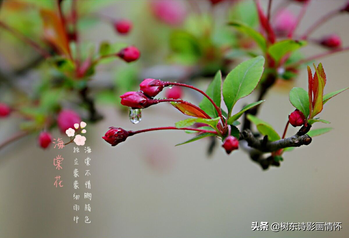 海棠含珠芬芳寓吉祥