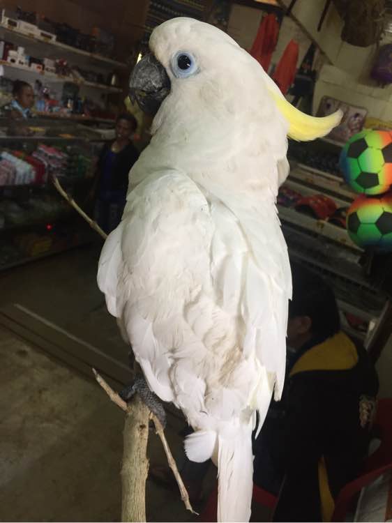 超市老板花50块钱买一只鸟，卖家说是葵花鹦鹉，网友：真赚大发了