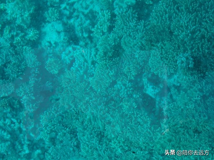 西沙~南海中的一片莲