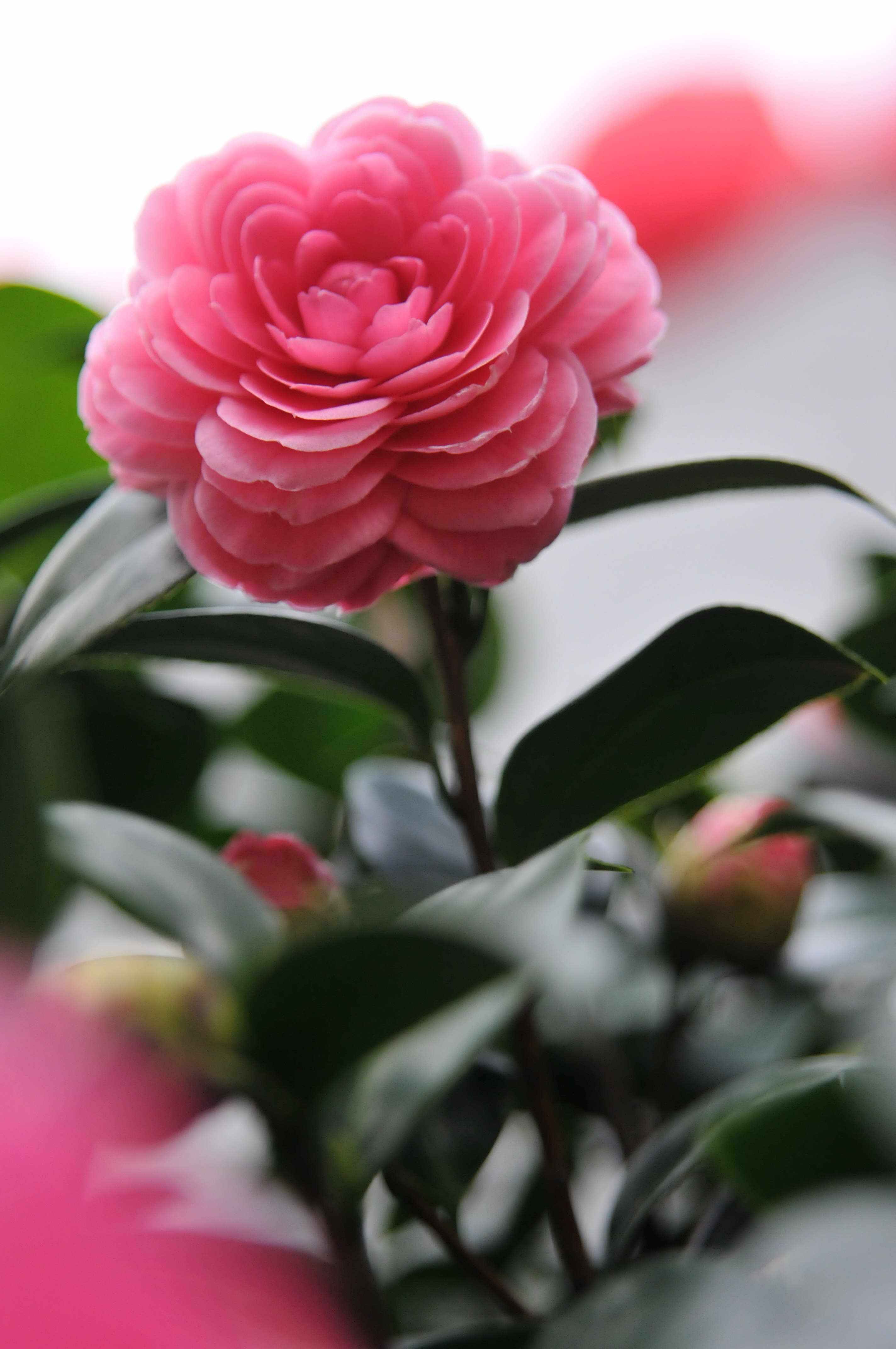 人生当如山茶花，从容而优雅