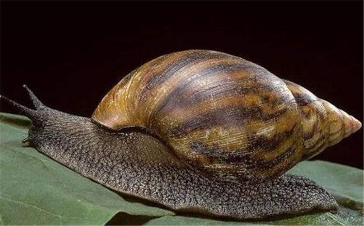 蜗牛是益虫吗 蜗牛是益虫还是害虫-彩图社