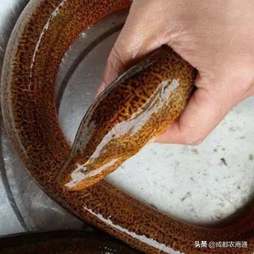 养鳝鱼的技术(shu)方法（养殖鳝鱼技术大全视频大全）-第8张图片-大连信息(xi)网