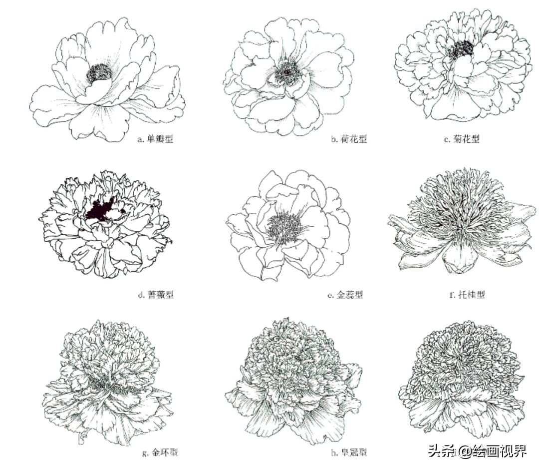 白描牡丹不会画?从线条到造型,图解示范教你画,保证你一学就会