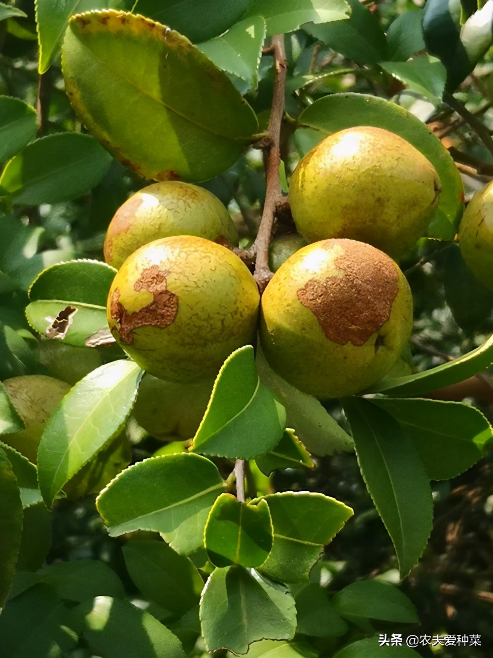 1种山中"野果",人称"油茶果",虽不起眼,果子榨油营养高