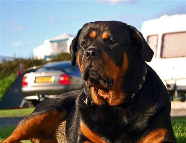 全球最凶猛的十大犬种排行榜：攻击性最强、威慑力最高的犬类Top10