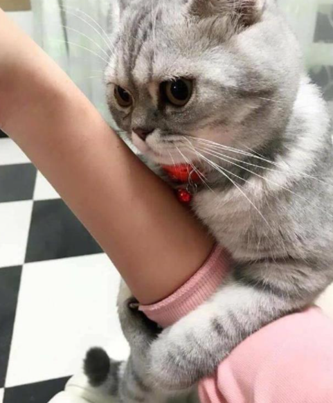 猫咪常见的6种撒娇方式，你体验过哪种？