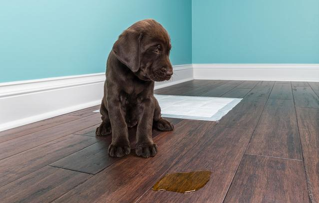 狗狗在家乱拉乱尿,又没时间带它出门?4步让狗乖乖上厕所