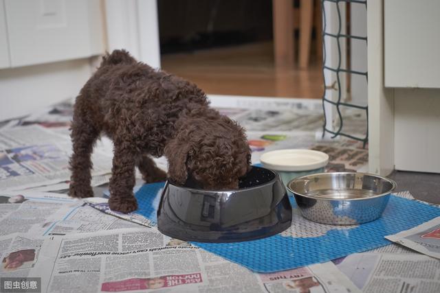 泰迪犬吃什么狗粮好  如何给泰迪犬挑选一款优质的狗粮