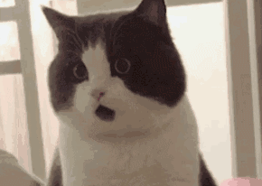 TF和这些品牌都能在天猫买了！妈妈再也不用担心我买到假货✌️