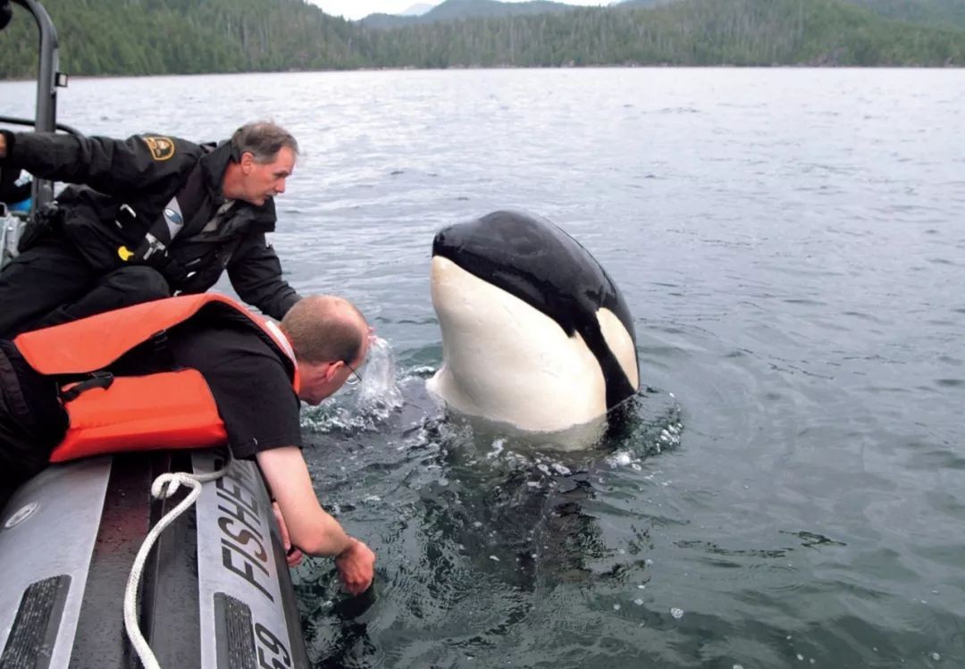 捕食频繁被座头鲸干扰，被人类圈养在水族馆，虎鲸有多可怜？