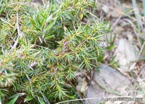 常绿乔木有哪些（70多种常用常绿乔木图例宝典）