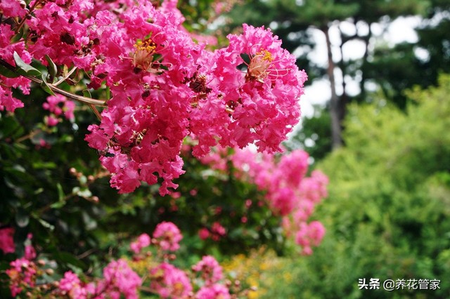 谁说花无“百日红”？紫薇，从诗词里走出来