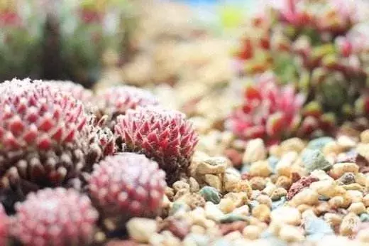 多肉的种植应模拟其原生环境?这三种营养元素对多肉来说很重要!