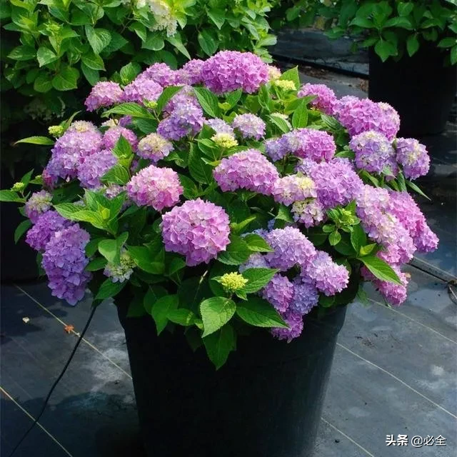 花怎么剪是什么（花怎么剪(jian)教程）-第16张图片-昕阳网