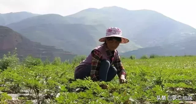 茯苓、党参和当归等几种中药材，市场有需求，农村人可以考虑种植