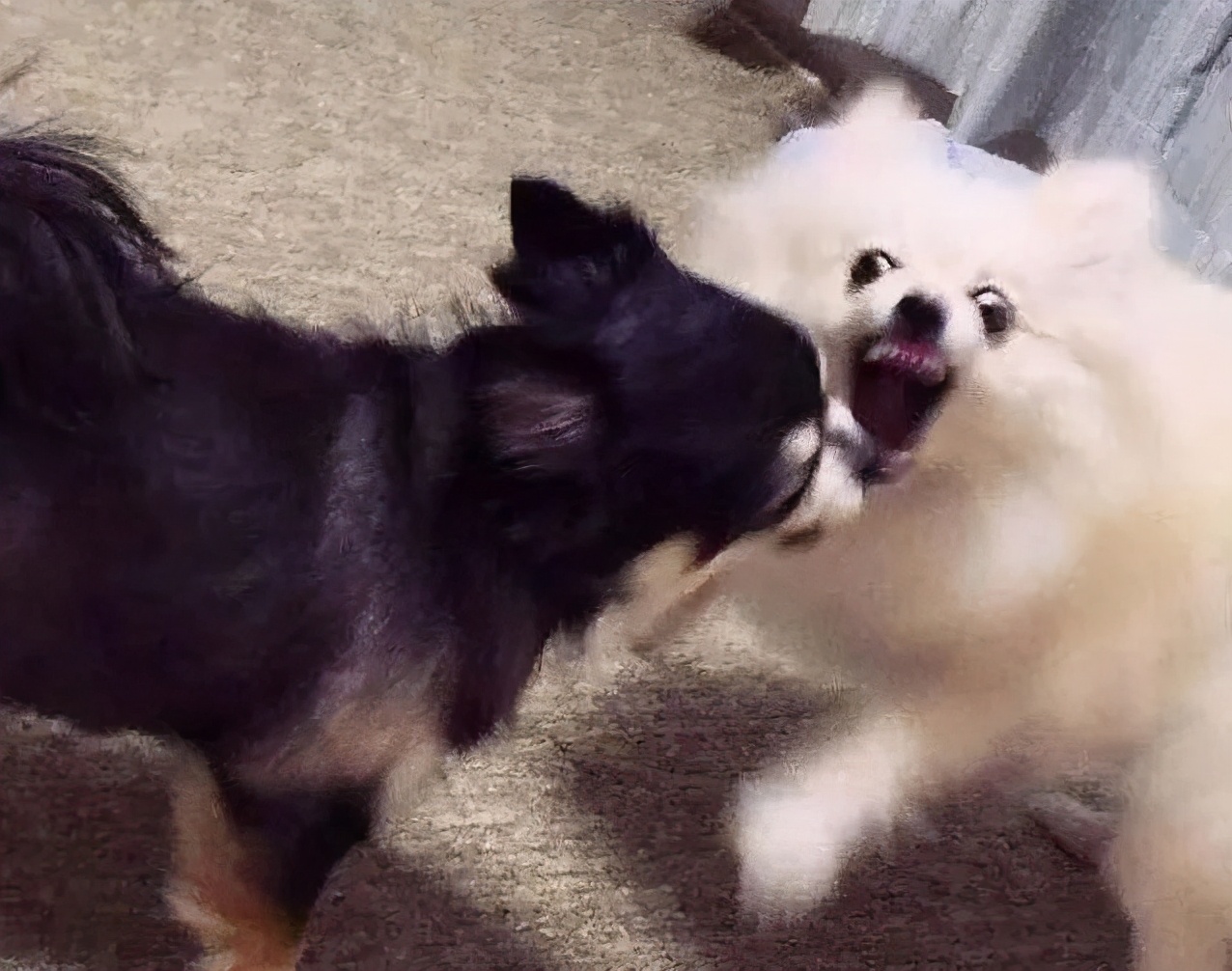 盘点博美犬的优缺点,看完你还心动吗?