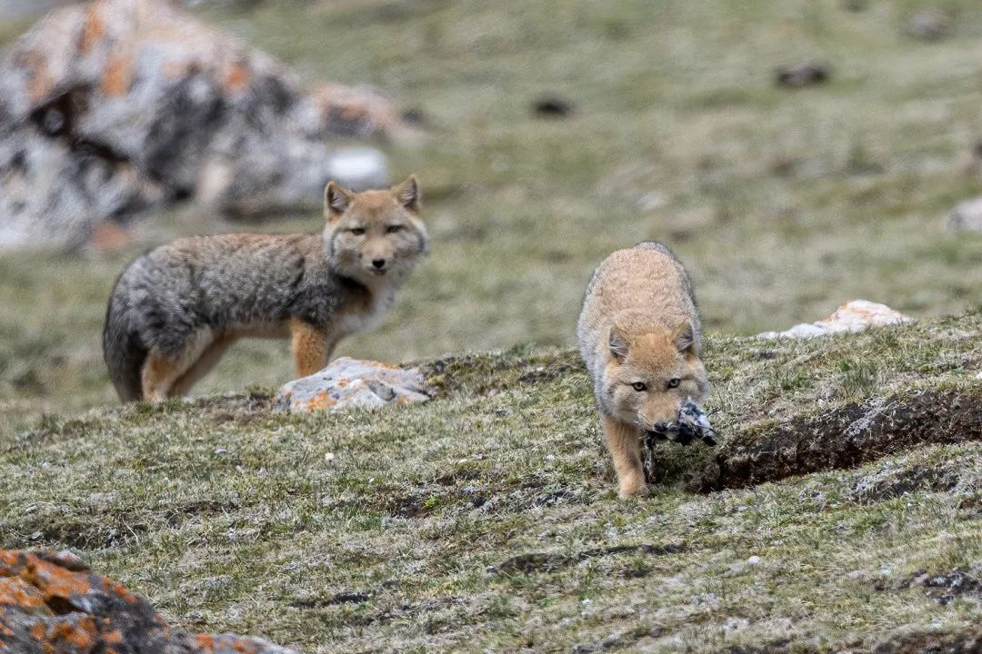 一天要捕10只鼠兔,才能喂饱3只小藏狐,这天公藏狐却空手而归
