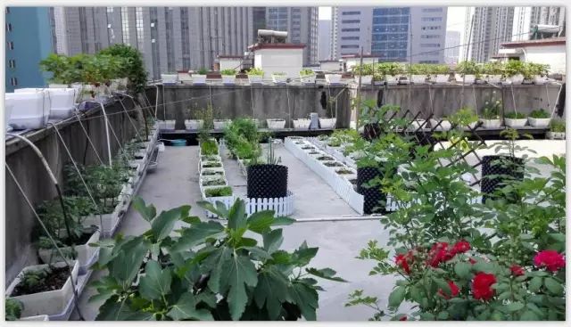 这些年,无论用什么方式种菜种花,都遵循上述原则.