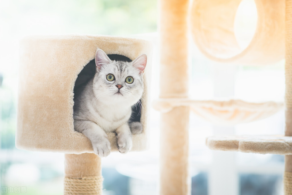 想让多只猫咪友好相处，其实并不难