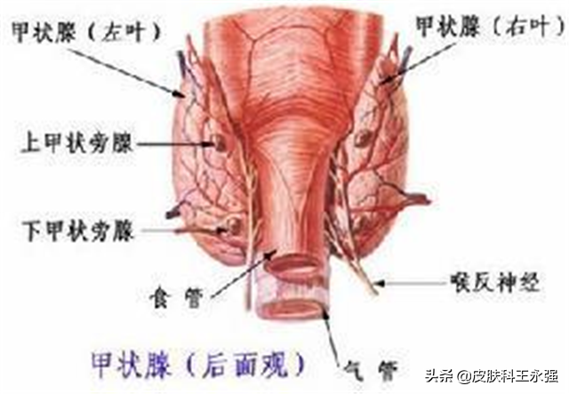 女性生殖图ppt真人图片(每个人的身上都有毛毛)