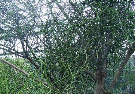 食人植物(电影里的食人植物真的存在，原型来自这“八种”植物)