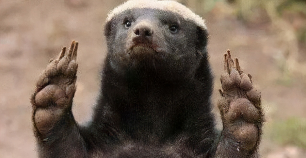 动物界"无敌的"平头哥(三)