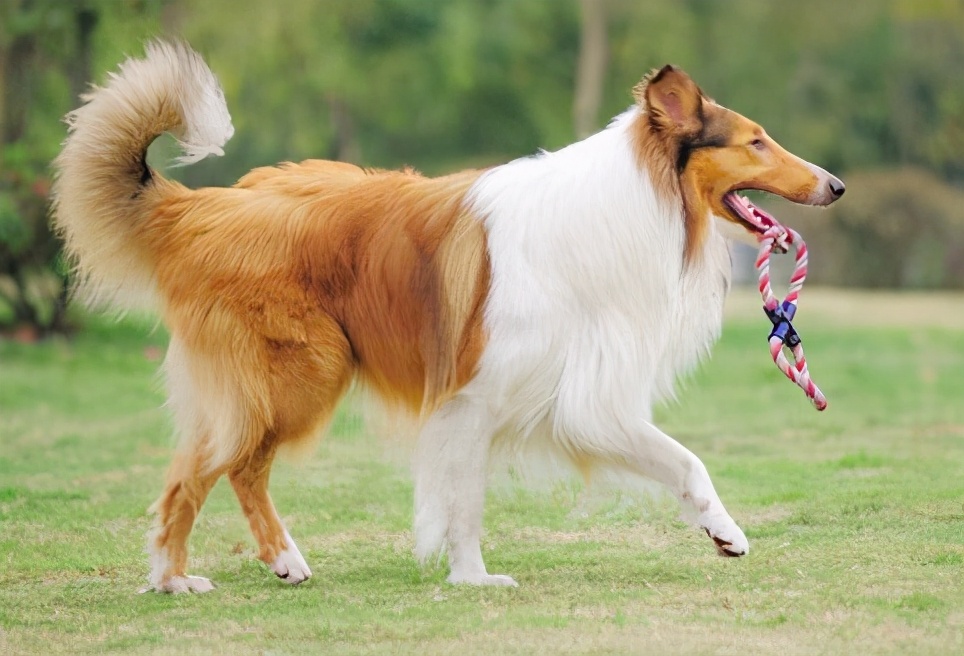 苏格兰牧羊犬图片