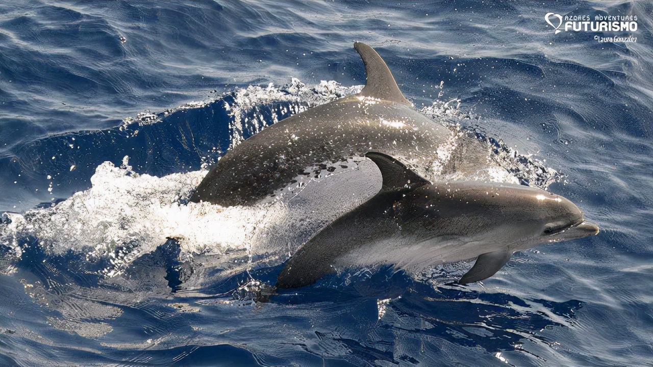海豚生殖器官,