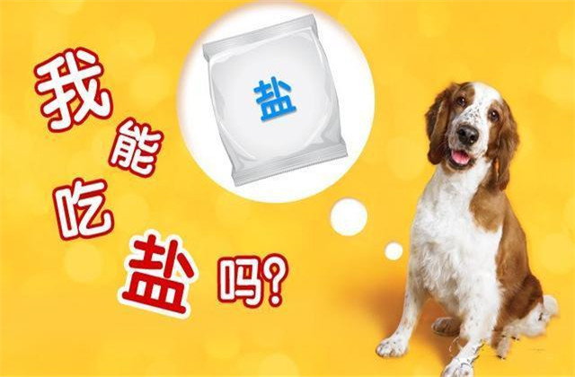 狗可以吃盐么（狗不可以吃盐这些小知识你得知道）