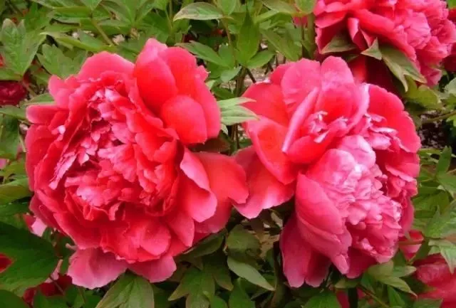 100种名贵牡丹鉴赏 绘画好素材（报花名）