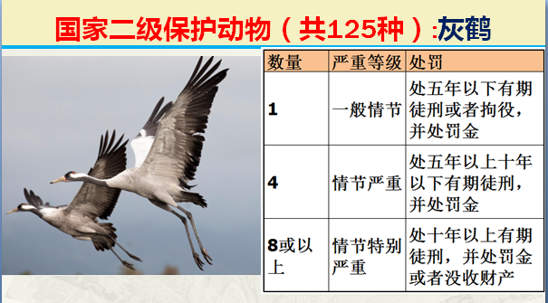 国家保护动物分几个等级（125类二级野生保护名录）