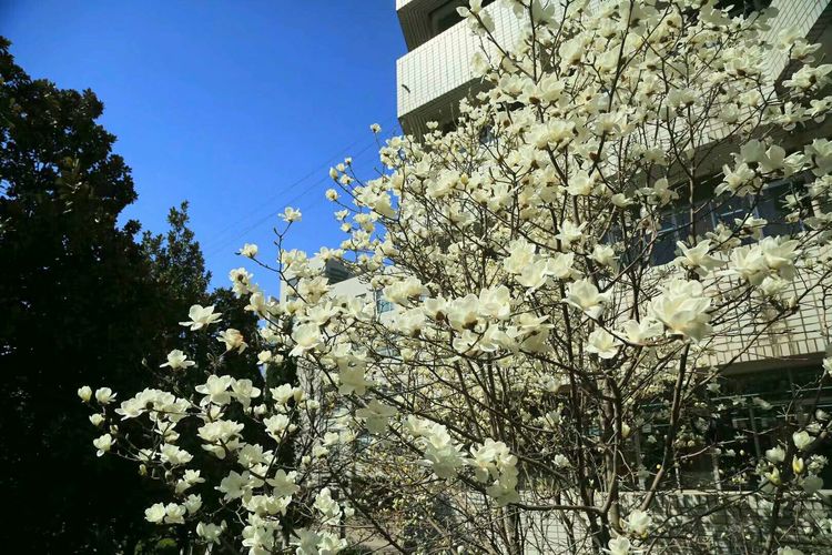 梦想花开，走进山东财经大学的春天！