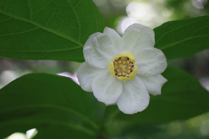 植物园属于哪个区(@广大市民游客，五一杭州植物园最全赏花攻略送上)