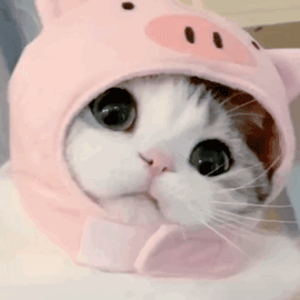 网站崩了！高考实名认证失败？教你解决所有报名难题