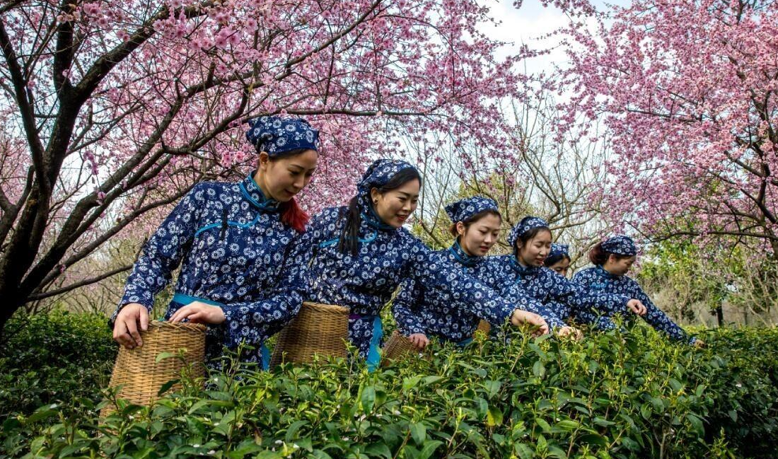 南京雨花茶的前生今世：为何创制不足一年，就能成为十大名茶？